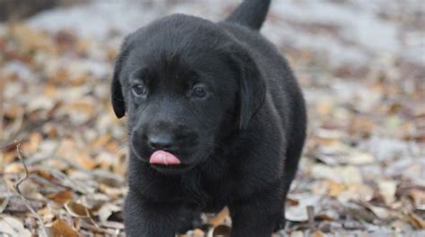 [5+] Bourne Labrador Dog Puppy For Sale Or Adoption Near Me ...