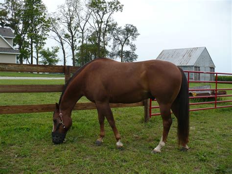 Grazing Muzzles - A Good Tool for Easy Keepers | The Feed Room