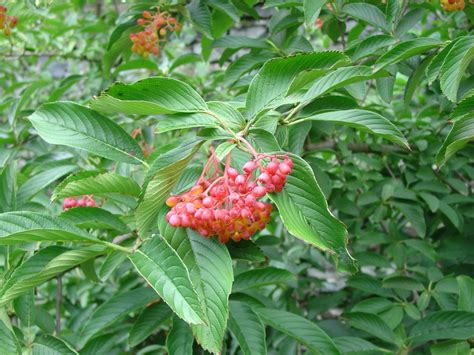 Siebold Viburnum Makes Wonderful Small Tree | What Grows There :: Hugh Conlon, Horticulturalist ...