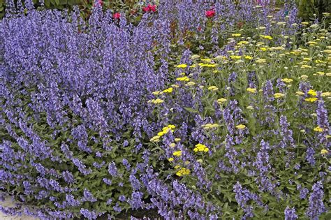 Walker's Low catmint named perennial of year | Mississippi State ...