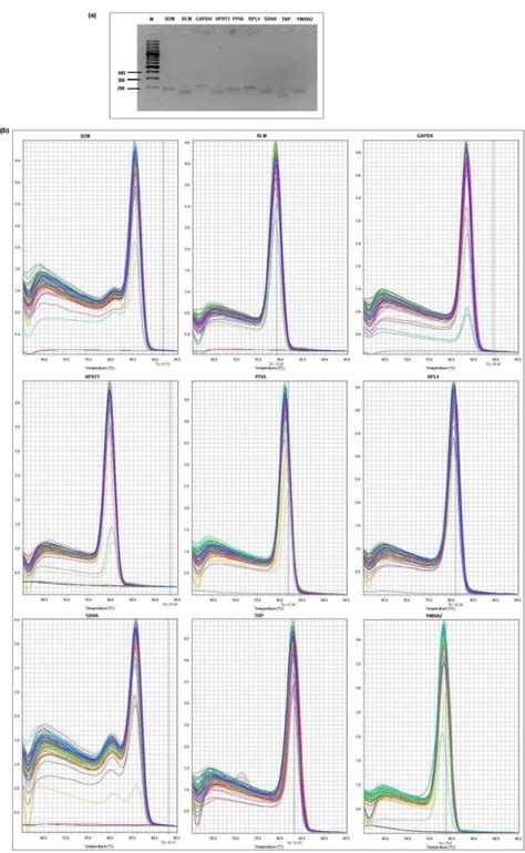 Confirmation of amplicon size and primer specificity of studied genes ...