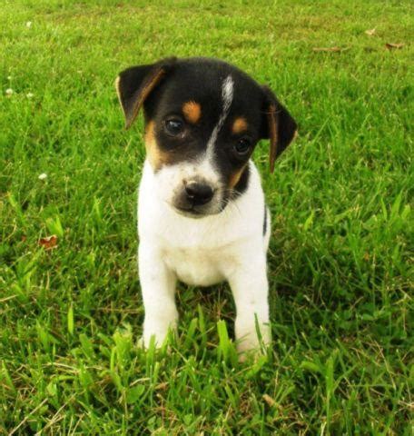 Adorable Jack Russell/ Fox Terrier Puppies Ready July 5th! for Sale in ...