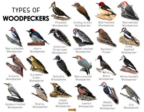 Woodpecker Facts, Types, Classification, Habitat, Diet, Adaptations