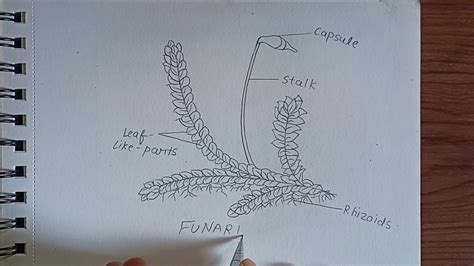 Funaria Diagram, Plants of the bryophyta division, how to Draw funaria ...