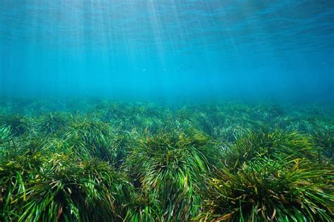 Posidonia, una planta para salvar el mediterráneo