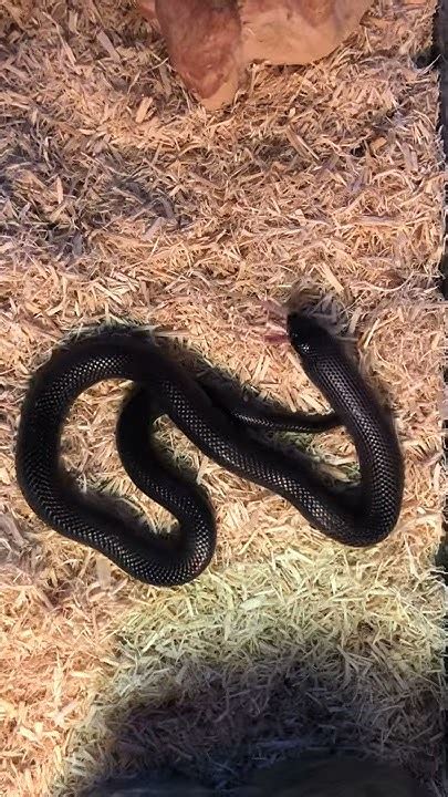 Kingsnake feeding - YouTube