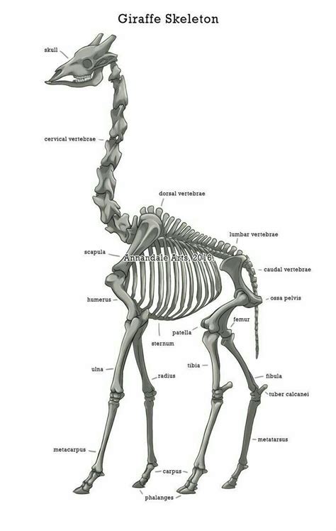 Pin by Blue Wings on Wild Life | Animal skeletons, Skeleton anatomy ...