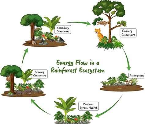 Energy flow in a rainforest ecosystem diagram 2288483 Vector Art at ...