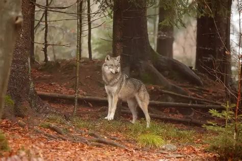 Eurasian Wolf - Facts, Size, Diet, Pictures - All Animal Facts