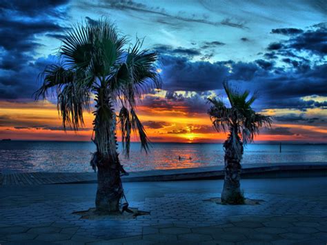 Palm Tree Sunset Wallpaper - WallpaperSafari