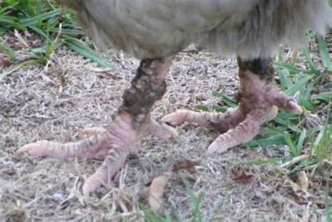 Chicken Scaly Leg Mite - Easy Treatment at Home - HubPages