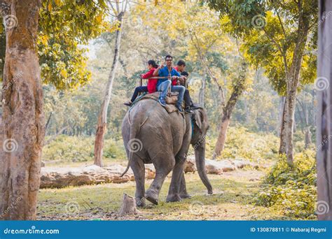 Elephant Jungle Safari at Chitwan National Park Nepal Editorial Photo - Image of chiang, animal ...