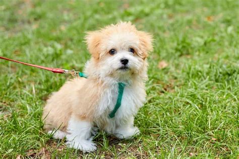 10 Best Maltipoo Breeders (2024 Updated) - Happy Dog Breeds