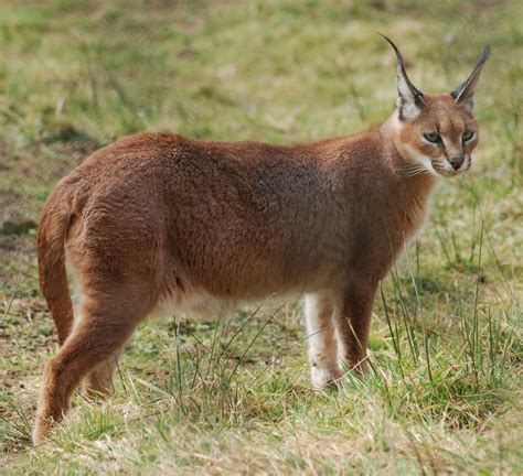 Caracal Lynx-Felis Caracal | Copyright By Zooman2009 All Rig… | Flickr