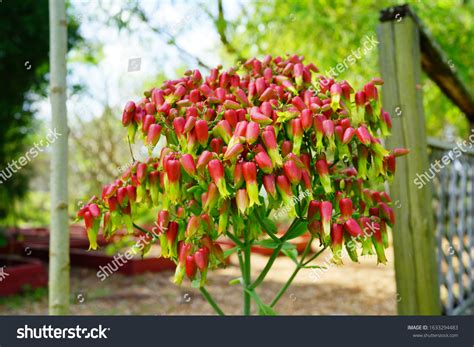 Bryophyllum Pinnatum Flower Bloom On Branches Stock Photo 1633294483 ...