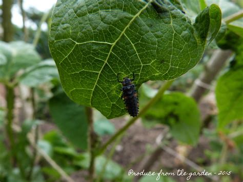 Ladybird Larvae