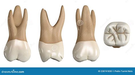 Permanent Upper First Molar Tooth. 3D Illustration of the Anatomy of the Maxillary First Molar ...