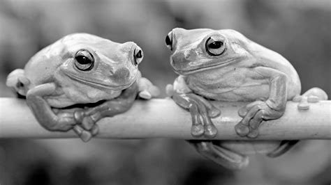 How Female Frogs Tune Out Useless, Noisy Males in 2021 | American green tree frog, Frog, Green ...