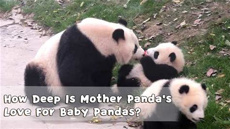 How Deep Is Mother Panda's Love For Baby Pandas? | iPanda - YouTube