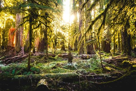 3 Incredible Hoh Rainforest Hikes in Olympic National Park - Uprooted Traveler