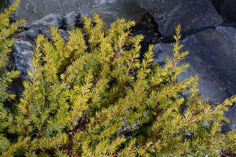 Juniperus conferta 'All Gold' | Landscape Plants | Oregon State University