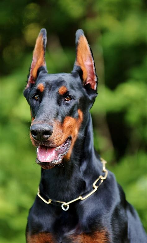 Pin on Dobermann Pinscher