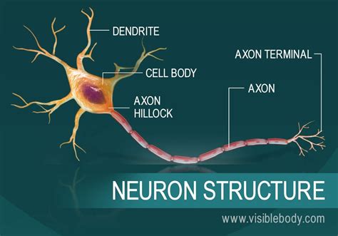 Diagram Of The Neuron System Diagram Of A Neuron