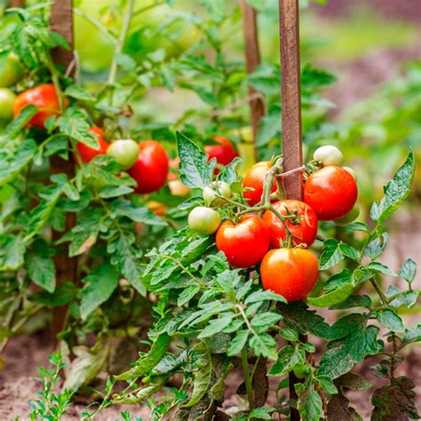 Five Ways to Grow Tomatoes (DIY) | Family Handyman