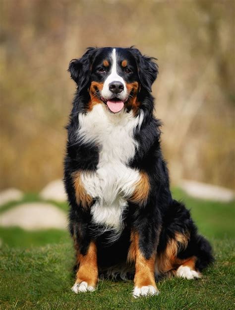 Bernese mountain dog - Purebred berner sennenhund, taken outside during spring/summer time ...