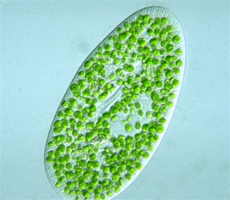 Themes of Parasitology: Paramecium bursaria Going Green with Chlorella