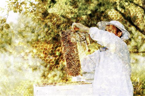 Beekeeper manipulating with honeycomb full of golden honey. Photograph by Jozef Klopacka - Pixels