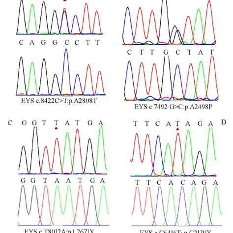 Pipeline of mutation screening for whole exome sequencing (WES) data. | Download Scientific Diagram