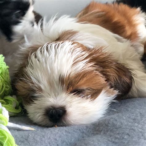 7 weeks old brown and white male shih tzu #foxiepup | Shih tzu, Dogs ...