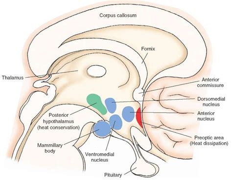 The Hypothalamus