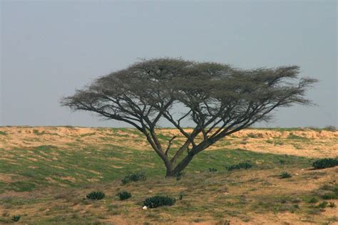 Les racines des arbres historiques d’Israël | The Times of Israël