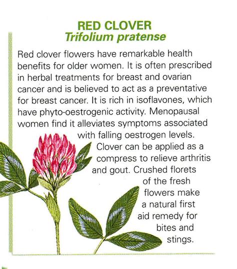 Red clover uses | Herbs for health, Herbalism, Healing herbs