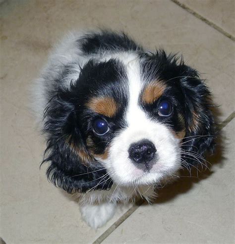 100 best cavalier king charles spaniel images on Pinterest | King ...