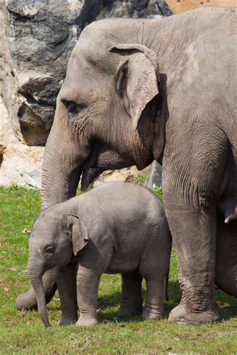 Baby Elephant And Mother Free Stock Photo - Public Domain Pictures