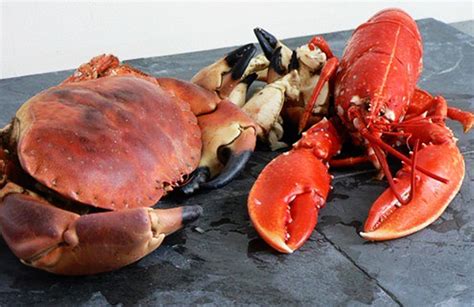 Crab vs Lobster - Frozen Mud Crab Supplier, Crab Meat Seller, Crab Canning Supplier, Jumbo Crab ...