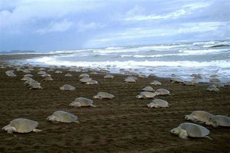 Gahirmatha Marine Sanctuary, Orissa - Times of India Travel