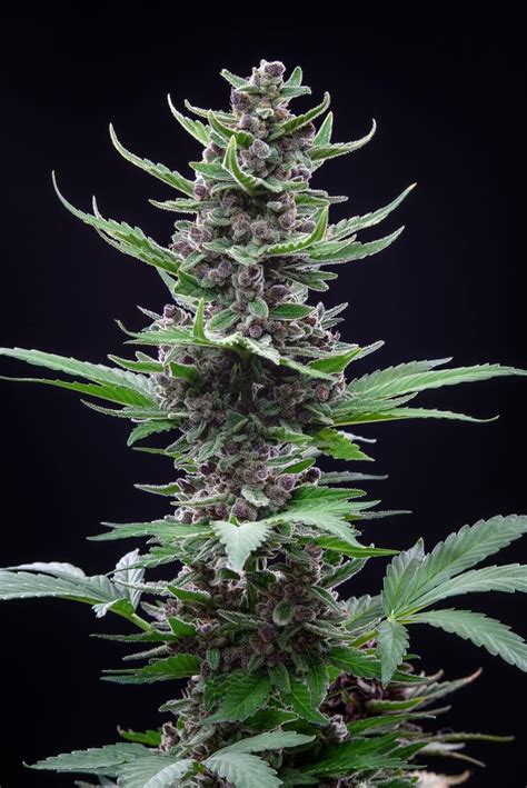 Tropicana Cookies Auto, cànnabis amb fins a 27% de THC i sabor afruitat