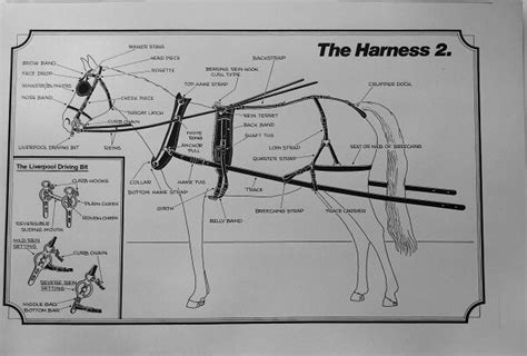 Harnessing and Carriage Driving Poster Complete Set – Chrysalis Acres – Equipment for the ...