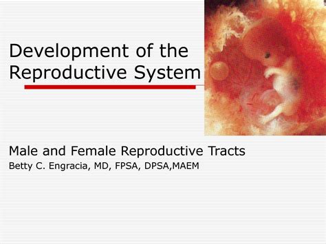 SOLUTION: Development of the reproductive system - Studypool