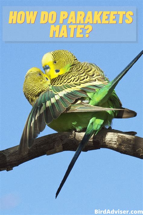 Discover the Fascinating World of Parakeet Mating and Breeding