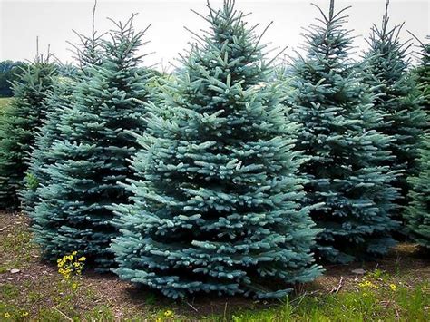 Buy Baby Blue Spruce Tree Online | Baby Blue Spruce Trees Delivered