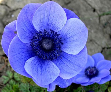 Blue Anemone - Flower | Flowers, Anemone, Anemone flower