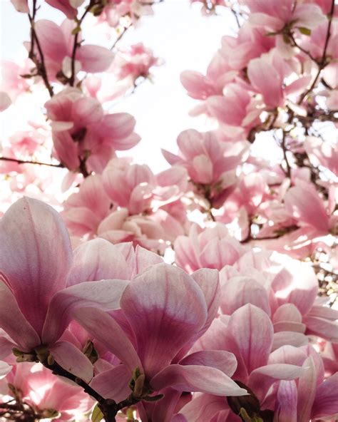 Pink Magnolia Wallpapers - Wallpaper Cave