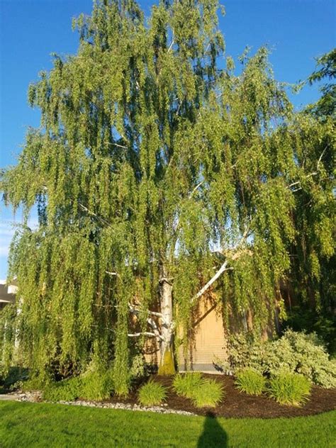 Cutleaf Weeping Birch | Grasshopper Gardens