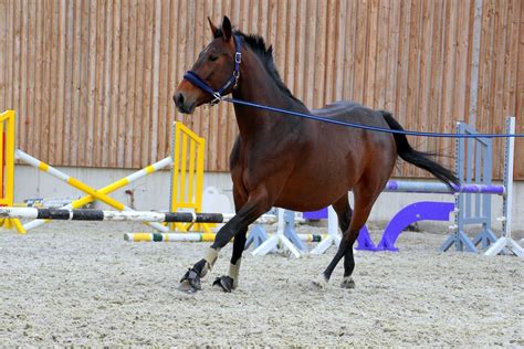 How To Lunge A Horse | Questra Sports