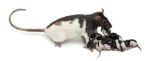 Fancy Rat Taking Care of Its Babies Stock Image - Image of rodent, studio: 22173753